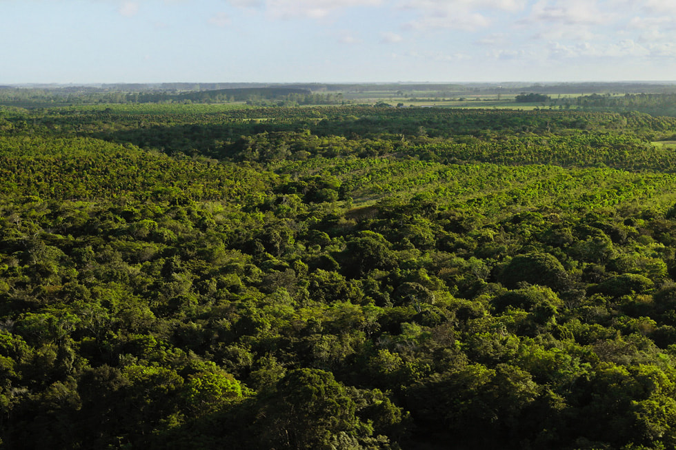 An aerial view of Symbiosis’s responsibly managed forest in Brazil. 