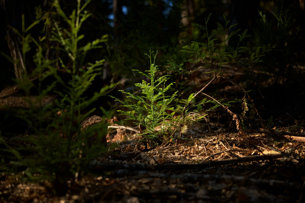 A redwood sapling.