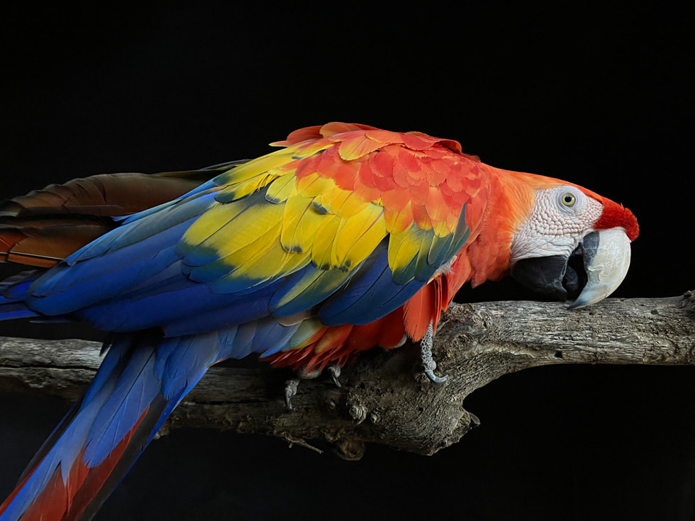 Photo of a parrot on a branch taken with iPhone SE using Deep Fusion.