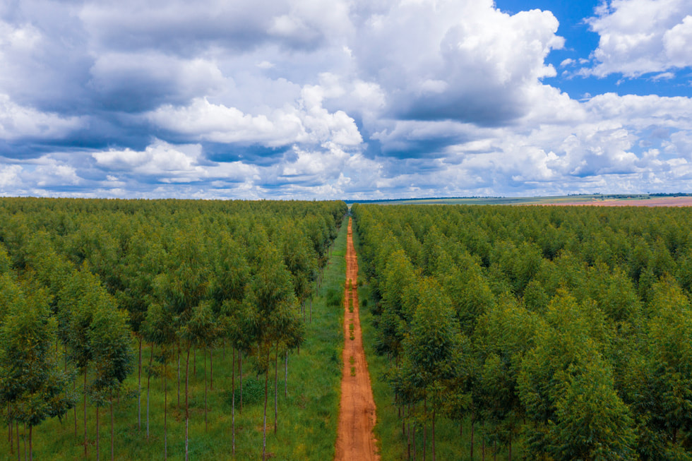 Panoramische foto van een weg die verticaal door het midden van een Restore Fund-project in Paraguay loopt.